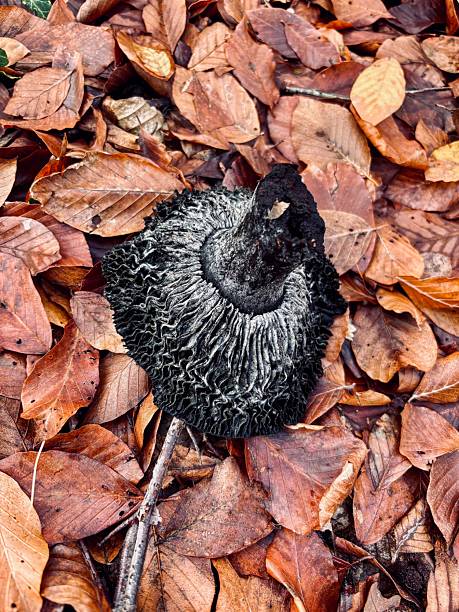 Top view of a black decaying mushroom cap on leaves