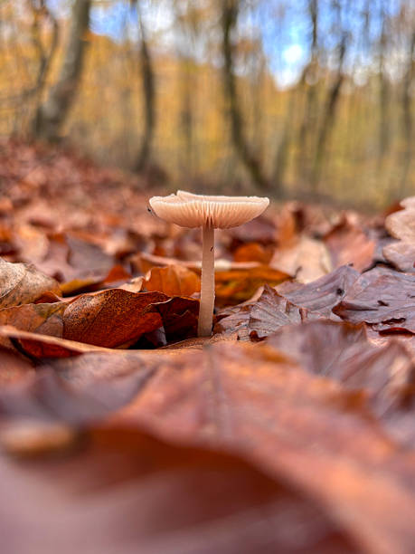 Small wild mushroom standing in autumn foliage