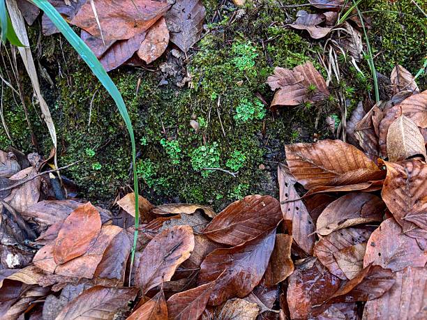 Contrast between dead brown leaves and fresh green moss on ground