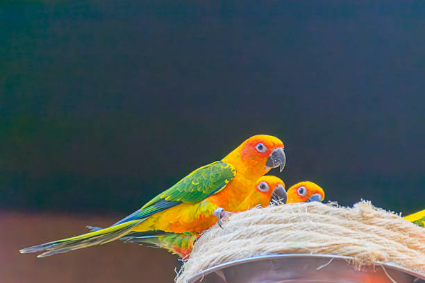 Several sun parakeets with vibrant yellow, orange, and green plumage gather curiously on a thick rope structure at Loro Parque, Tenerife. The sharpness of the subjects stands out against a dark, blurred background, creating an image full of energy and exoticism, ideal for travel advertising campaigns, articles on tropical wildlife, and interior design