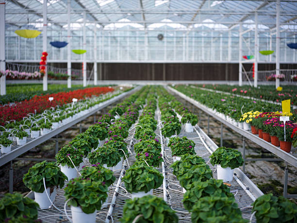 Modern Greenhouse Flower Cultivation Facility