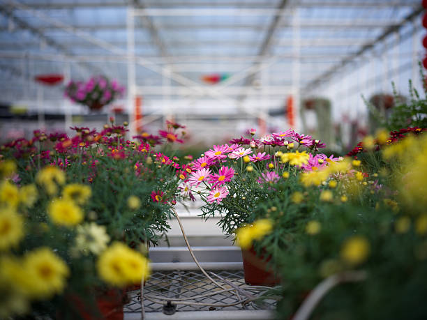 Close-up photo of red Vancouver Centernnial Geraniom flowers in bloom.