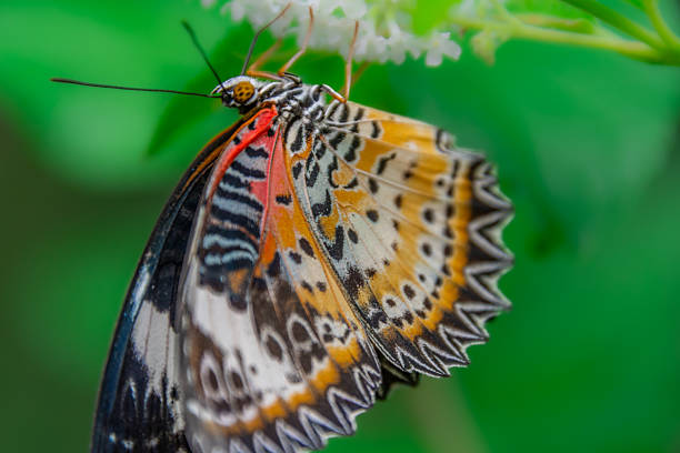 A beautiful butterfly in an aviary in Chiang Rai, Thailand.