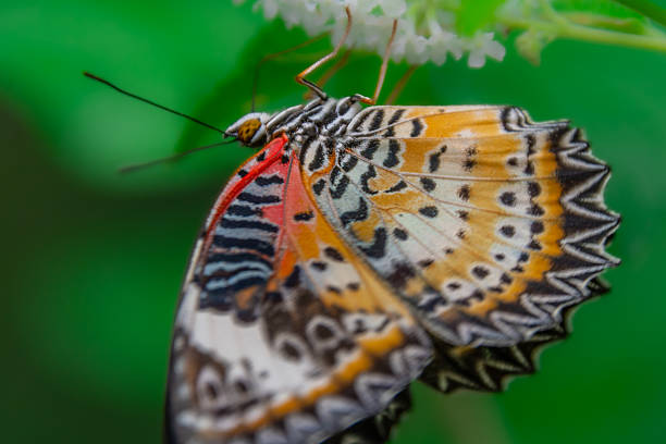 A beautiful butterfly in an aviary in Chiang Rai, Thailand.