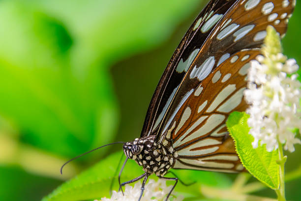 monarch butterfly collecting pollen on a flower