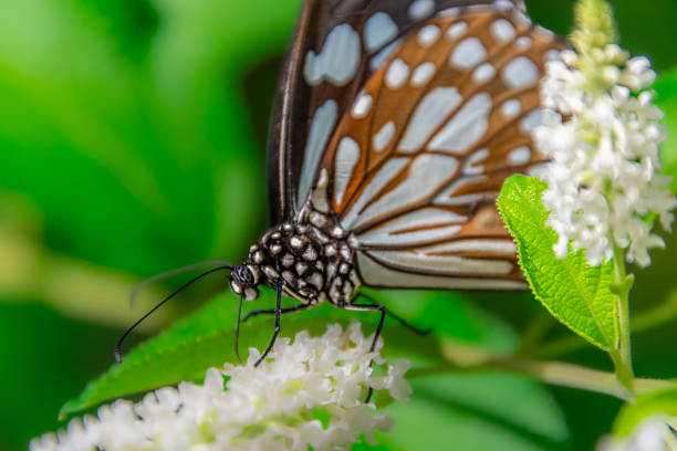 A beautiful butterfly in an aviary in Chiang Rai, Thailand.