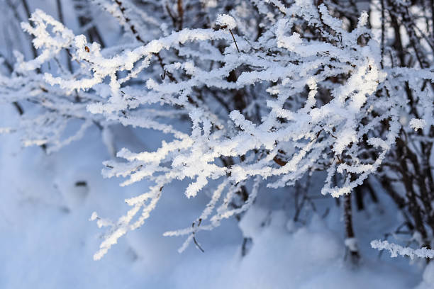 Branches are covered in sparkling rime ice and surrounded by fresh white snow, showing a frosty winter scene