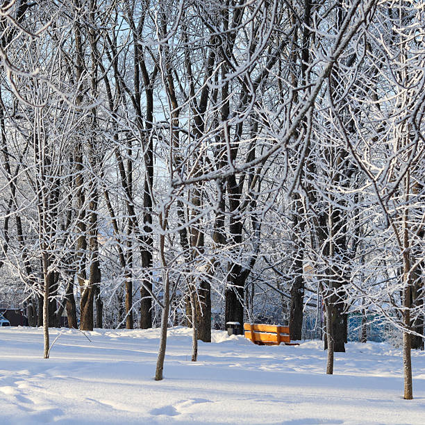 Winter park landscape with snow covering trees, branches, and the ground, featuring a solitary wooden bench