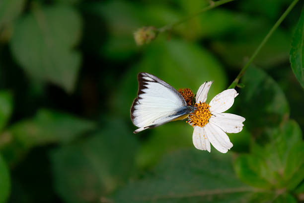 A beautiful butterfly in an aviary in Chiang Rai, Thailand.