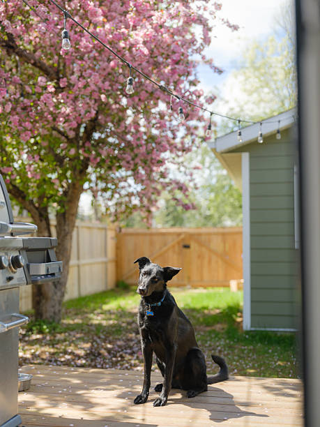 German Shepherd dog on the backyard patio  in springtime in Canada