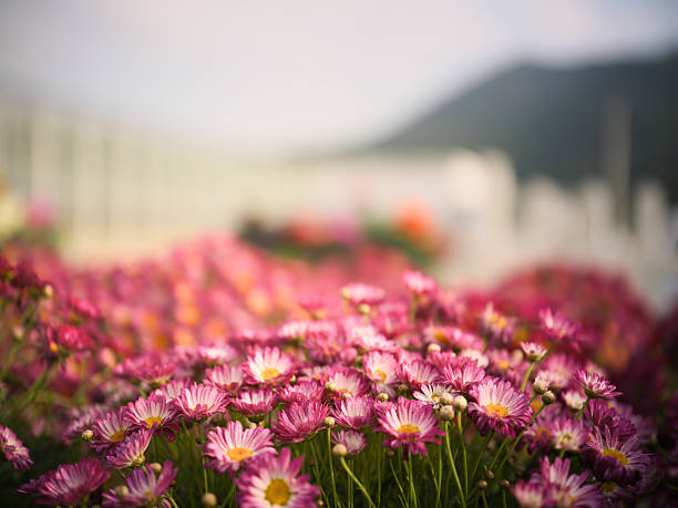 Bunte Margeriten