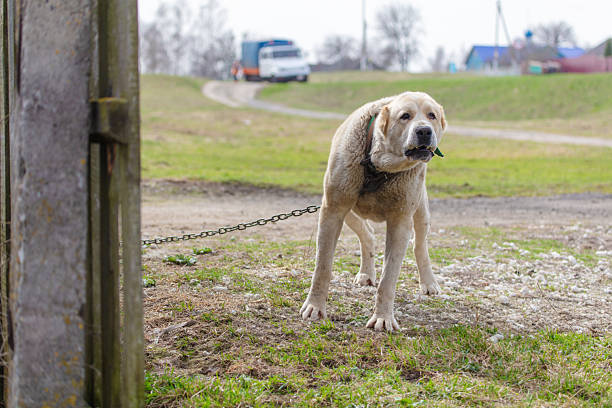 An Alabai dog on a chain stands on the grass.
