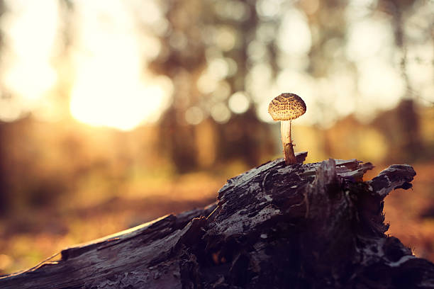 mushrooms grow in the forest in springtime