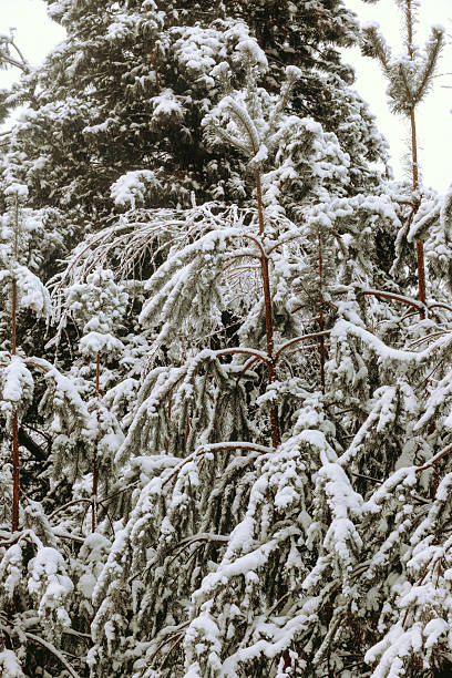 Thick white snow majestically drapes over the evergreen tree branches, evoking a peaceful winter landscape.