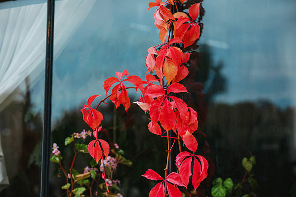 Red autumn ivy vine climbing window pane with blurry background nature reflection