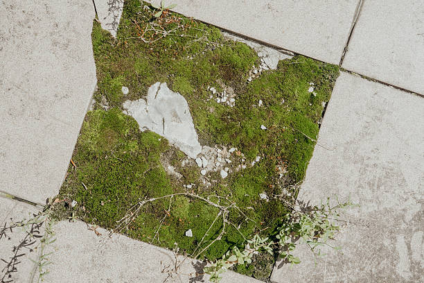 Square tile with missing center and moss growth for nature reclaiming urban space concept