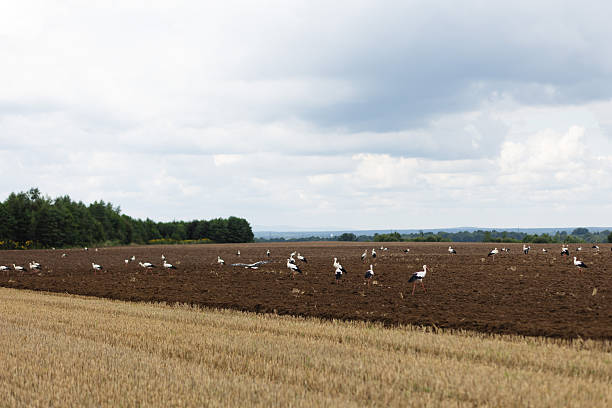 Photo of storks at a rice field under rain in the Ribatejo district, Portugal.