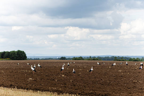 A peaceful rural scene shows storks strolling across a freshly plowed field beneath a cloudy sky, capturing calm wildlife against wide farmland