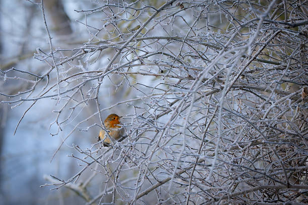 A colorful male American Robin (Turdus migratorius) is perched on a winter crabapple tree branch with a wrinkled crabapple berry in its beak. This winter tree in western New York State has been heavily ravaged by flocks of hungry birds. Whatever is still left is for the most part wrinkled and over ripe, and even rotting.