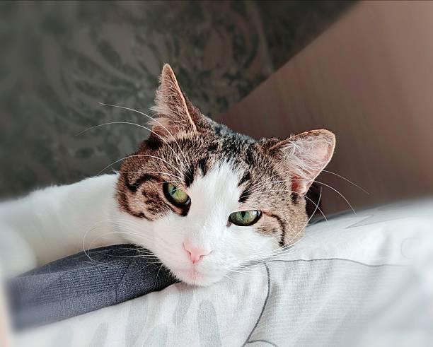 A stray cat