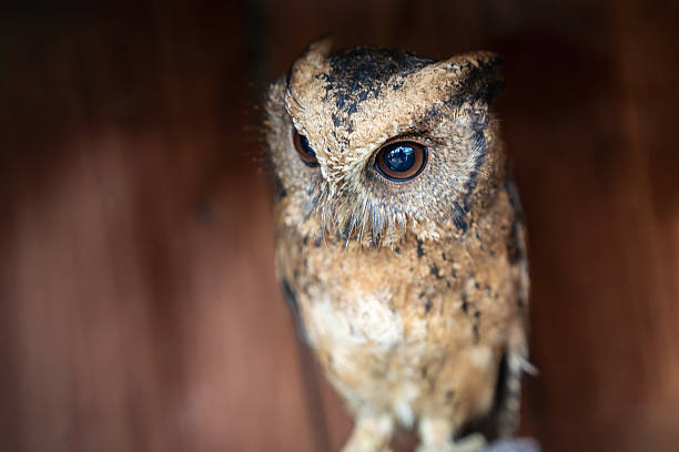 A close-up portrait of a small owl perched on a branch, featuring striking round eyes and detailed feather textures. The image highlights nocturnal wildlife, avian beauty, and the quiet presence of forest birds in a natural habitat.