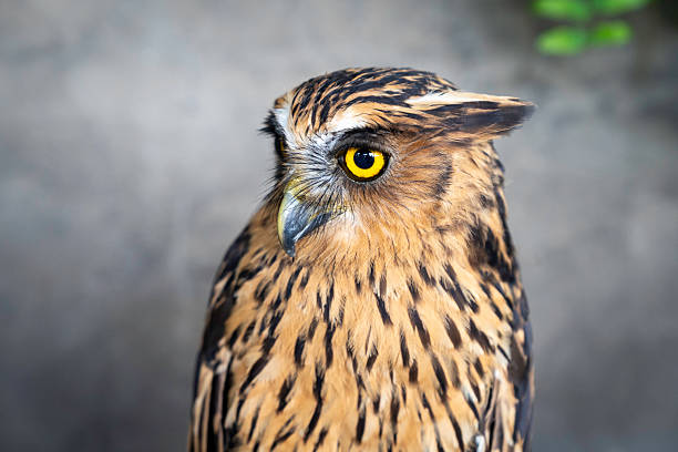 A detailed close-up portrait of an eagle owl, highlighting its intense yellow eye, curved beak, and richly patterned feathers. The image captures the power, focus, and majesty of a predatory bird, emphasising avian strength and wildlife beauty in a natural setting.
