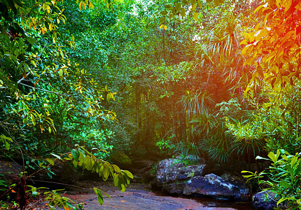 Jungle forest, trees, rocks. Rocky creek. Wild river flows stones Rocks small water pool in rainforest. Dense jungle in hiking mountains. Rocks stones in mountain river. Dried-up river in jungle.