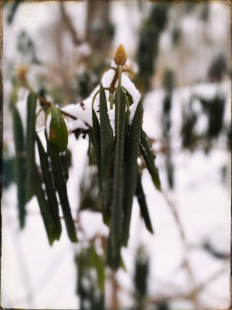 Rhododendron plant in cold weather