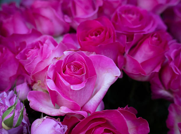 Rose roses, valentine bouquet background.