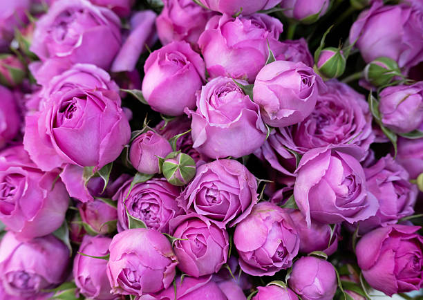 Roses in bloom from the rose garden