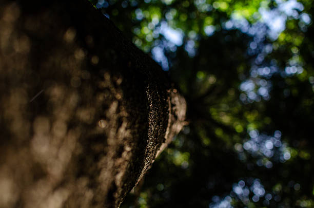 Looking up a tree trunk, lush green leaves, sunlight through the canopy. Perfect for nature blogs