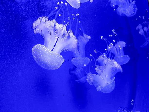 glowing jellyfish drifting in deep blue, translucent bells and trailing tentacles create tranquil underwater panorama with soft neon highlights and slow graceful motion ideal for background