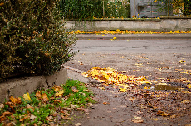 Golden foliage gather by the curb after rain. Ideal for fall, seasons, weather, and backgrounds
