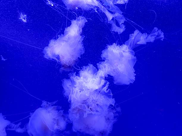 clustered jellyfish cloud in cobalt tank, groups drifting in layered formations with trailing tentacles and subtle bioluminescent edges, highcontrast silhouettes and soft bubbles create energetic yet