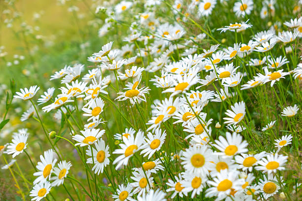 Wild chamomile flowers blooming in a green meadow during spring or summer, creating a natural floral background with white petals and yellow centers.