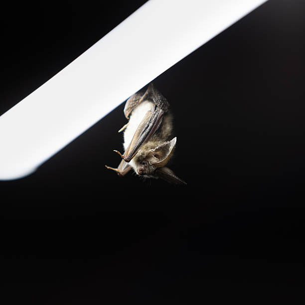 A brown long-eared bat hanging upside down from a wooden beam beneath a lamp. The image captures nocturnal wildlife behavior in a human-made structure, highlighting the contrast between artificial light and natural animal presence. Suitable for themes such as wildlife, nocturnal animals, conservation, biodiversity, and coexistence between nature and urban environments.