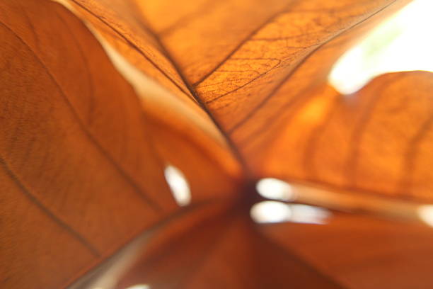 Extreme close-up of fallen tree leaves series