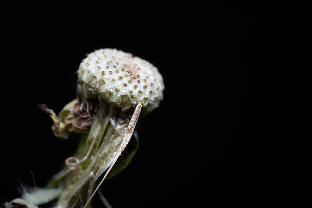 Dandelion without seeds and petals with black background macro