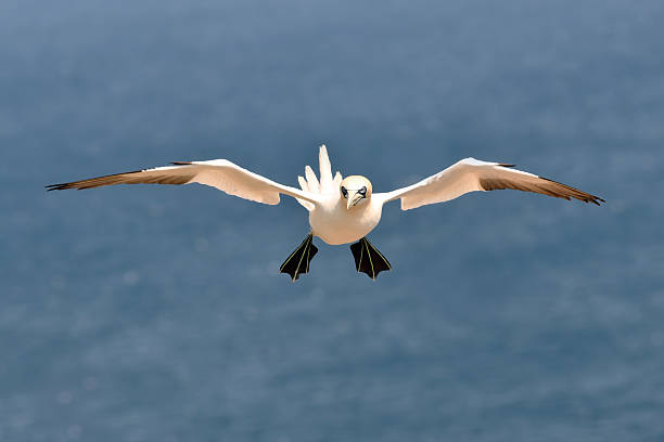 Northern Gannet In Flight With Bokeh