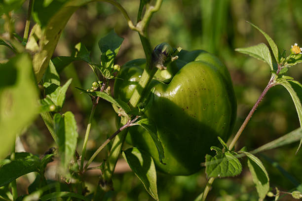 Fresh garden pepper, vivid sunlit vegetable detail. Close view of vibrant bell pepper in natural garden setting, detailed image of fresh green bell pepper nestled among leaves and flowers in sunlight.
