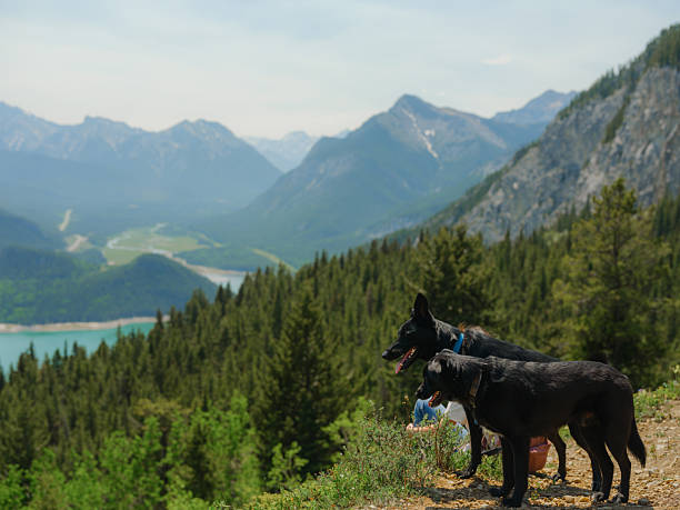 Two dogs on the hiking path in mountains looking at view  of lake in Canadian Rockies