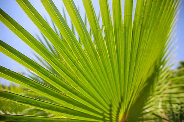 Lush palm fronds stretch outward, showcasing their vibrant green hues beneath a bright blue sky. Sunlight filters through the leaves, enhancing their natural beauty in a tropical landscape.