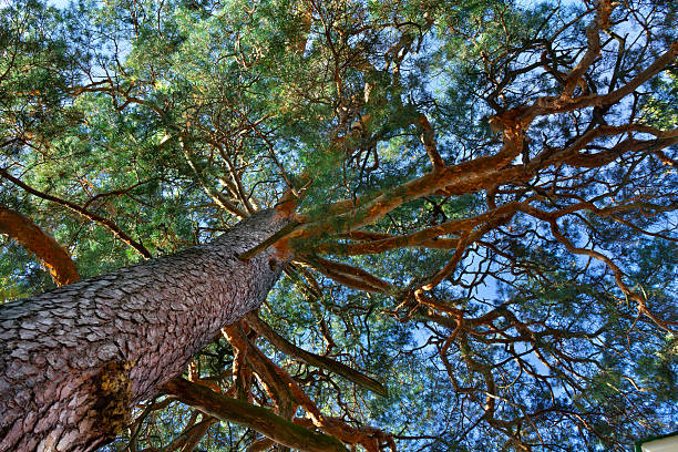A breathtaking bottom-up perspective of a giant perennial pine tree, showcasing its powerful trunk and intricate branch network stretching into the bright blue summer sky. High-quality nature photography capturing the essence of strength, longevity, and forest serenity
