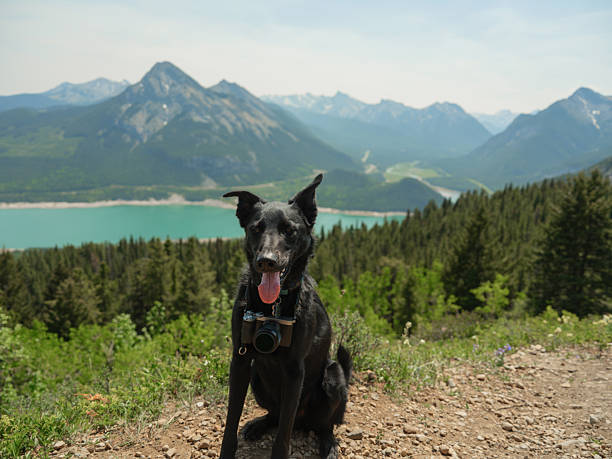 Cute dog with camera on his neck during hiking trip in Rockies mountains