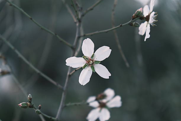 Close-up of a delicate white almond blossom growing on a tree branch, photographed outdoors in natural light with a soft blurred background. Minimal nature image with copy space, suitable for spring, growth, wellness, and natural themes.