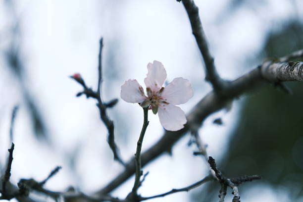 Close-up of a delicate white almond blossom growing on a tree branch, photographed outdoors in natural light with a soft blurred background. Minimal nature image with copy space, suitable for spring, growth, wellness, and natural themes.