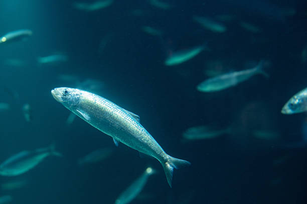 Atlantic herring Clupea harengus swimming in clear blue Norwegian fjord waters, underwater view