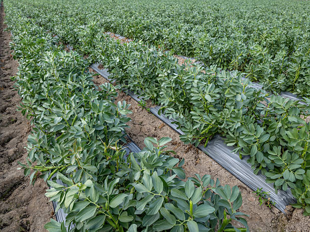 Close up of broad beans in the field