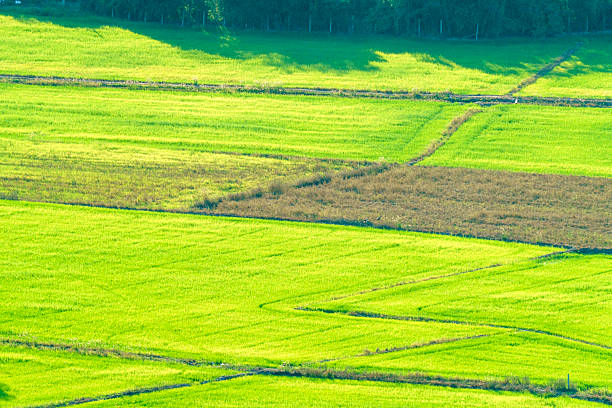 High angle view of vibrant green rice fields with geometric patterns and walking paths. Lush agricultural landscape representing farming, growth, and rural nature in bright daylight. Sharp drone imagery.