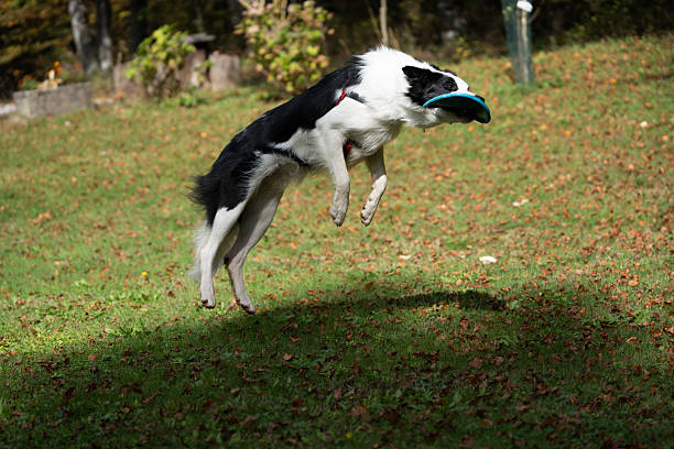 Dog jumping into the air to catch a flying disc on a grassy field. Action-focused composition captures movement and excitement, ideal for pets, sport, training, and active outdoor lifestyle themes.